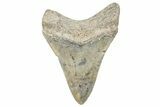 Fossil Megalodon Tooth - South Carolina #286519-1